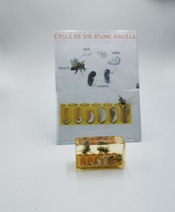 Cycle de la vie d'une abeille