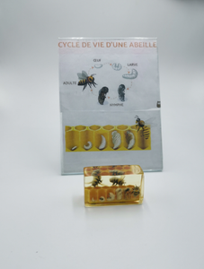 Cycle de la vie d'une abeille