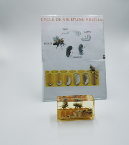 Cycle de la vie d'une abeille