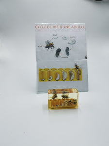 Cycle de la vie d'une abeille